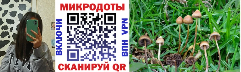 дарк нет Telegram  Чегем  Галлюциногенные грибы Cubensis 